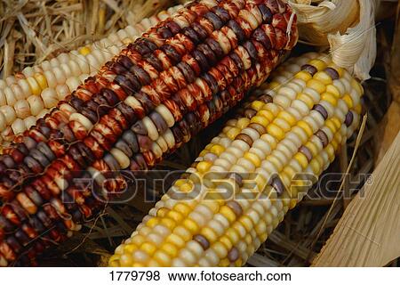 Stock Photo - Decorative corn. Fotosearch
