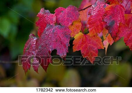 Dew drops on wet leaves View Large Photo Image Stock Image - Dew drops on wet leaves. Fotosearch