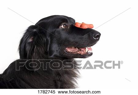 Stock Photography - Dog holding treat on nose. Fotosearch