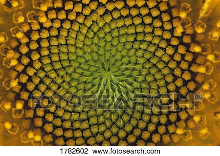 Stock Image - Domestic sunflower. Fotosearch