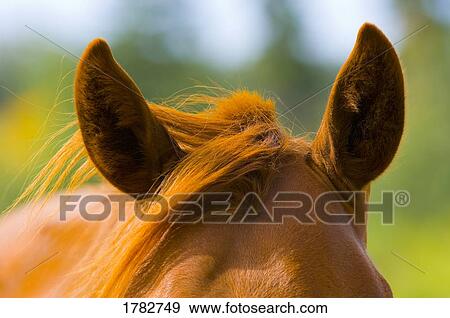 Stock Photo - Ears on a horse. Fotosearch