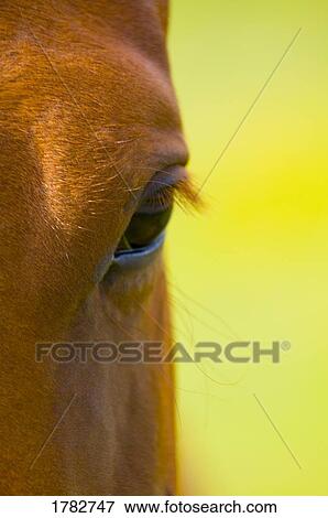Eye of a horse View Large Photo Image Stock Photo - Eye of a horse. Fotosearch