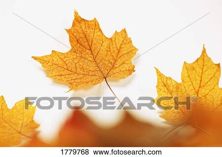 Stock Photo - Fall leaves. Fotosearch