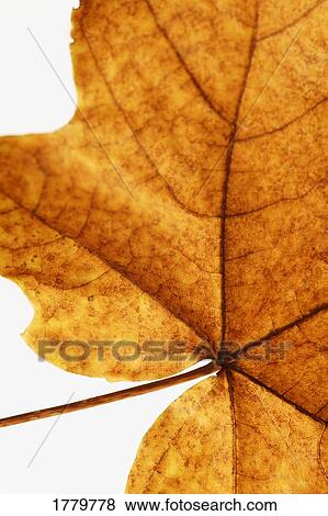 Stock Photo - Fallen leaf. Fotosearch