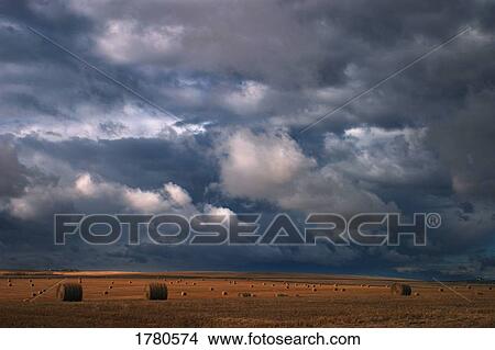 Field of hay bales View Large Photo Image Picture - Field of hay bales. Fotosearch