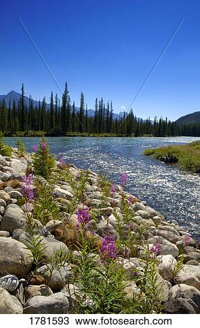Stock Image - Flowers on rocky shore. Fotosearch