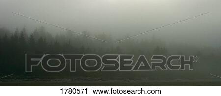 Stock Image - Foggy forest. Fotosearch