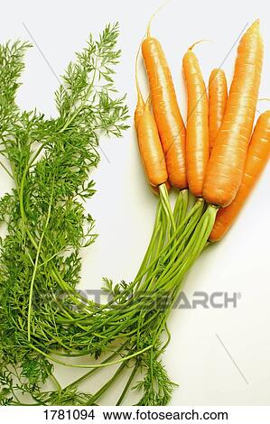 Fresh carrots View Large Photo Image Picture - Fresh carrots. Fotosearch