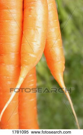 Fresh carrots View Large Photo Image Stock Photography - Fresh carrots. Fotosearch