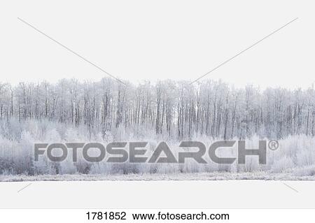 Stock Image - Frost on trees. Fotosearch