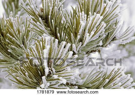Stock Photo - Frosty branch. Fotosearch