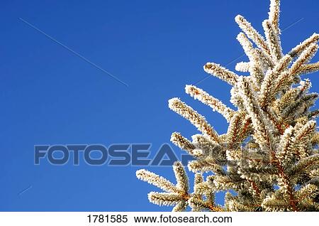 Stock Photography - Frosty branches. Fotosearch