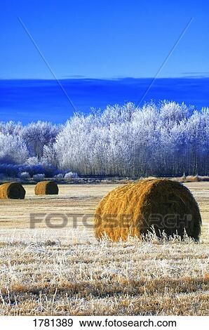 Stock Photo - Frosty hay bales. Fotosearch