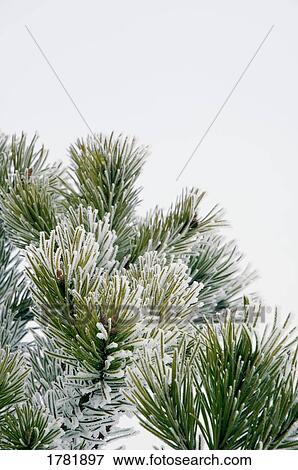 Frosty pine needles View Large Photo Image Stock Photo - Frosty pine needles. Fotosearch