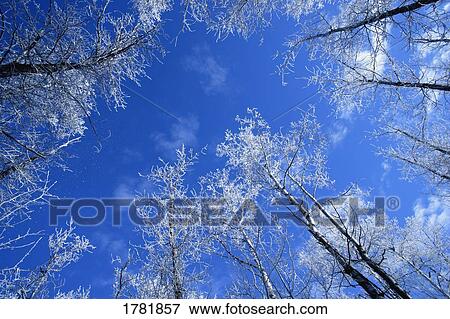 Stock Photo - Frosty tree tops. Fotosearch