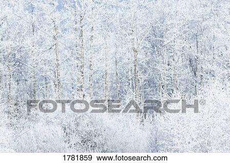 Frosty trees in forest View Large Photo Image Stock Photo - Frosty trees in forest. Fotosearch