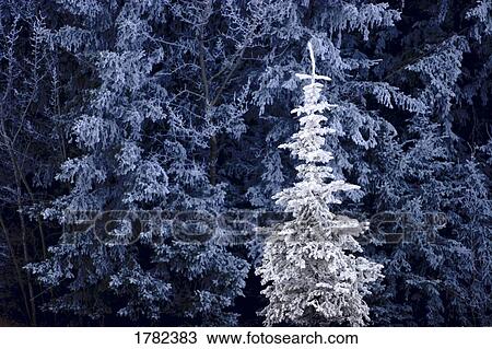 Frosty trees View Large Photo Image Stock Image - Frosty trees. Fotosearch
