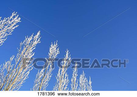 Frosty trees View Large Photo Image Stock Photograph - Frosty trees. Fotosearch