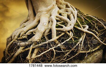 Stock Photo - Gnarled roots. Fotosearch