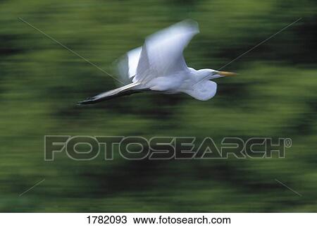 Great egret View Large Photo Image Stock Image - Great egret. Fotosearch