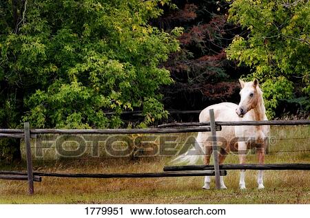 Grey horse in a paddock View Large Photo Image Stock Image - Grey horse in a paddock. Fotosearch