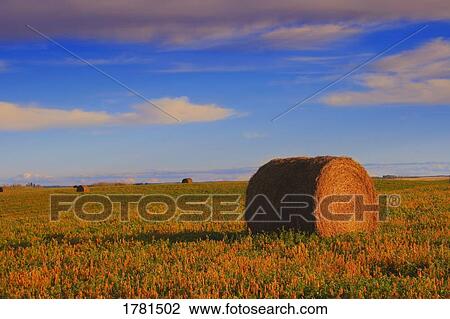 Stock Image - Hay bales in field. Fotosearch