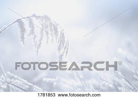 Hoarfrost on a branch View Large Photo Image Stock Image - Hoarfrost on a branch. Fotosearch