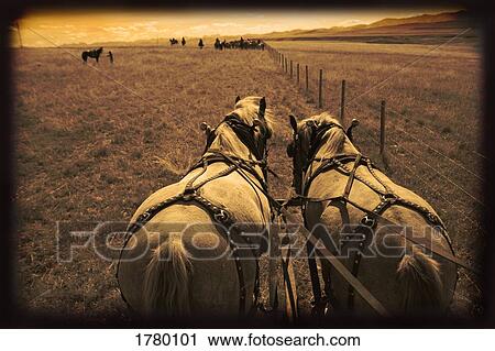 Horses pulling carriage View Large Photo Image Stock Image - Horses pulling carriage. Fotosearch