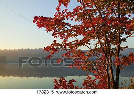 Lake with autumn tree View Large Photo Image Stock Photography - Lake with autumn tree. Fotosearch