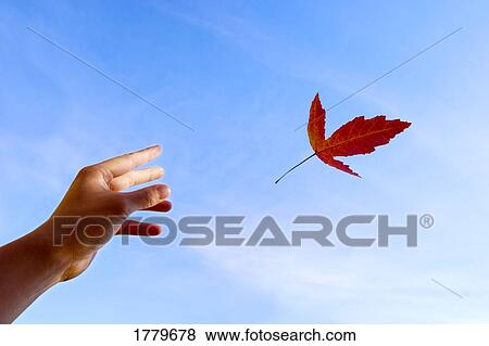 Stock Photo - Leaf being released. Fotosearch