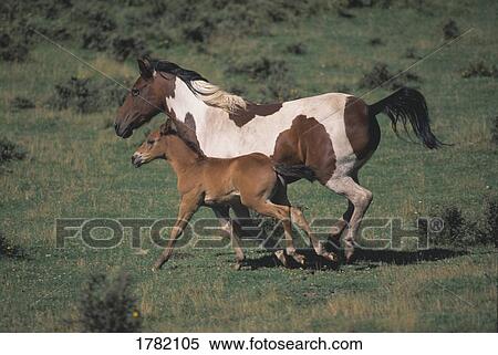 Stock Photography - Mare and colt running side by side. Fotosearch