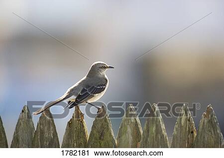 Stock Image - Mockingbird on a fence. Fotosearch