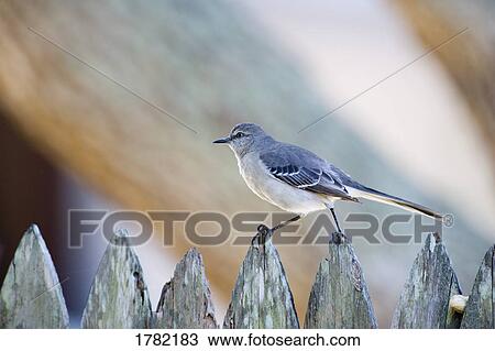 Stock Image - Mockingbird on a fence. Fotosearch
