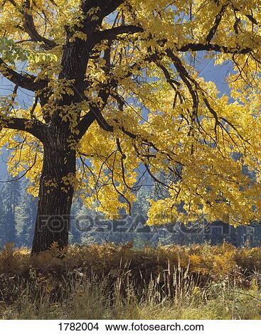 Oak tree in autumn colors View Large Photo Image Picture - Oak tree in autumn colors. Fotosearch