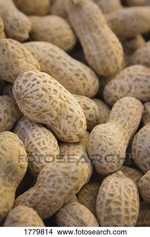 Pile of shelled peanuts View Large Photo Image Picture - Pile of shelled peanuts. Fotosearch