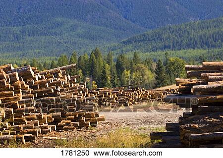 Piles of logs View Large Photo Image Stock Image - Piles of logs. Fotosearch