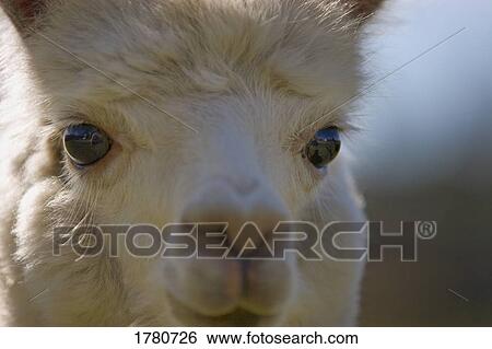 Stock Photograph - Portrait of a wooly Llama. Fotosearch