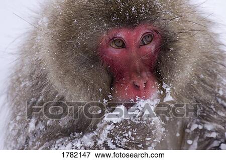Portrait of snow monkey eating snow View Large Photo Image Stock Photo - Portrait of snow monkey eating snow. Fotosearch