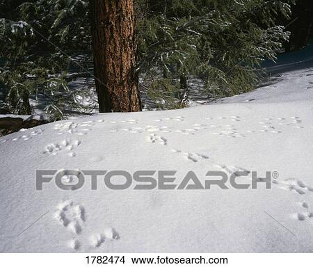 Rabbit tracks in the snow View Large Photo Image Picture - Rabbit tracks in the snow. Fotosearch