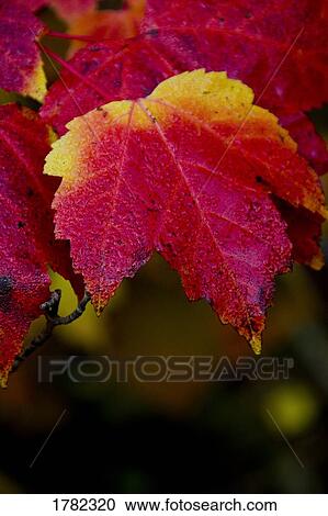 Stock Image - Red and Yellow leaf. Fotosearch