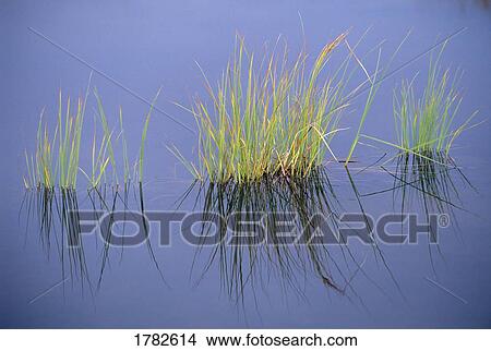 Picture - Reeds and reflection in tundra pond. Fotosearch