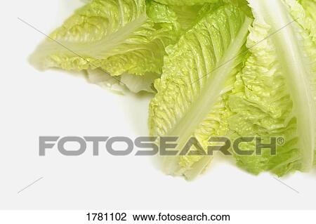 Stock Image - Romaine lettuce. Fotosearch