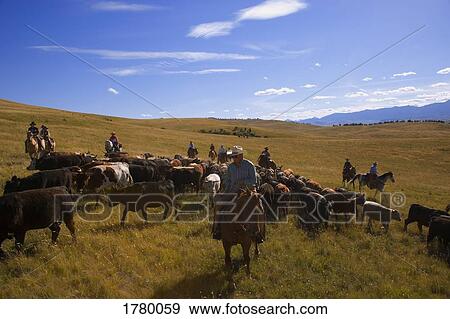 Rounding up the cattle View Large Photo Image Stock Photo - Rounding up the cattle. Fotosearch