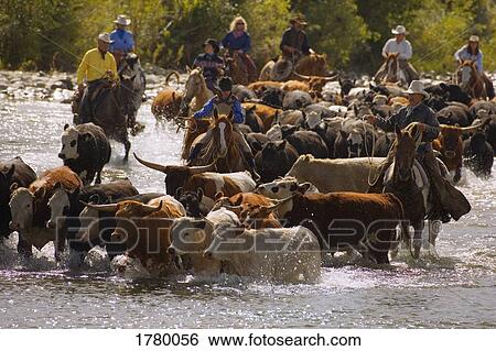 Stock Photograph - Rounding up the cattle. Fotosearch