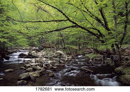 Rushing Middle Prong River beneath spring tree canopy View Large Photo Image Stock Image - Rushing Middle Prong River beneath spring tree canopy. Fotosearch