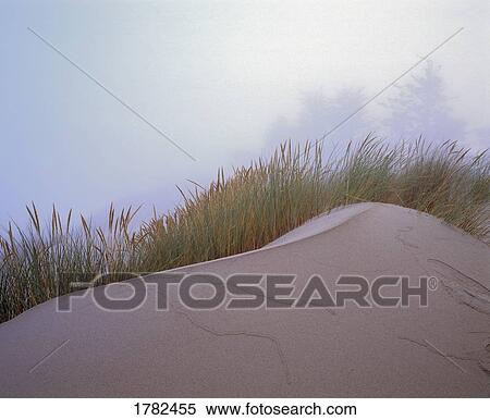 Sand and grass View Large Photo Image Stock Photography - Sand and grass. Fotosearch