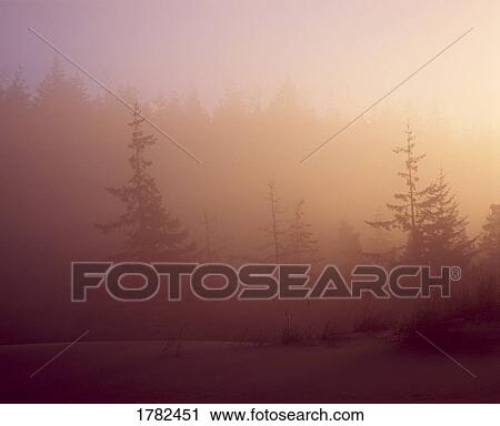 Stock Image - Sand Dunes in fog. Fotosearch
