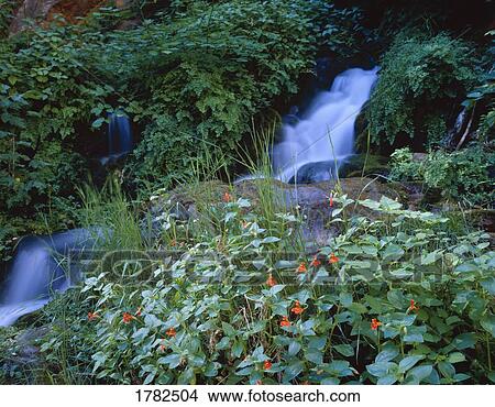 Picture - Scarlet monkey flowers, Zion National Park, Utah, USA. Fotosearch