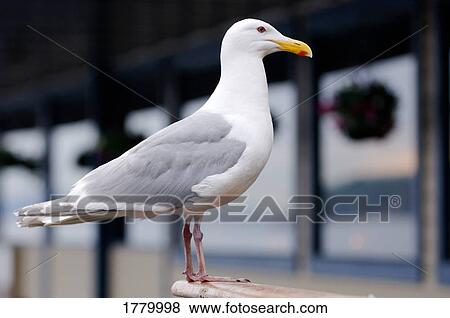 Stock Photo - Seagull. Fotosearch