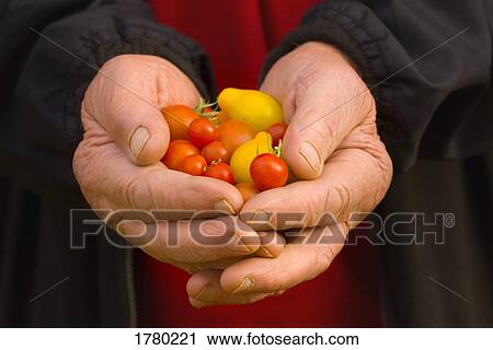 Senior holds tomatoes from garden View Large Photo Image Stock Image - Senior holds tomatoes from garden. Fotosearch